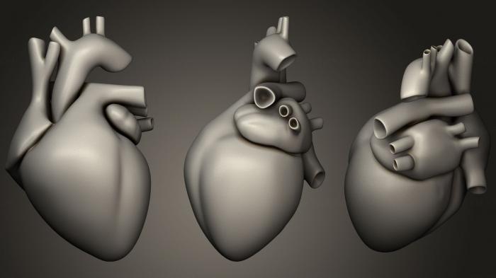 نموذج ثلاثي الأبعاد لآلة CNC تشريح الهياكل العظمية والجماجم قلب الانسان ممتلئ